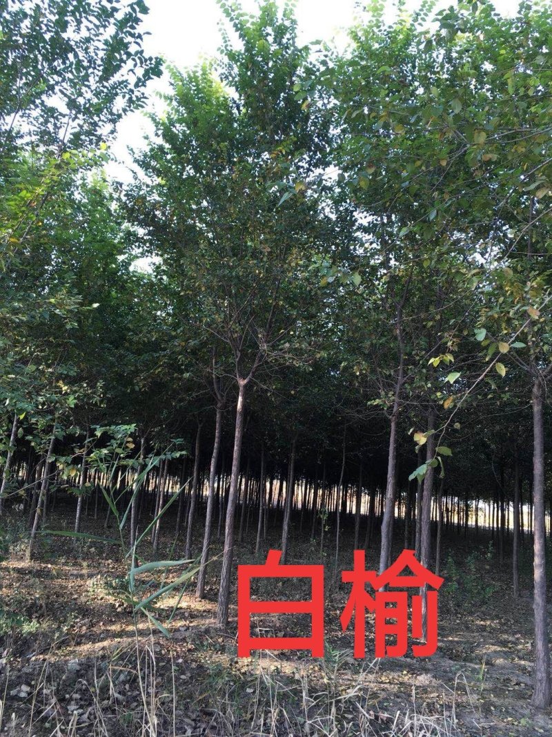 白榆