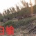 白榆