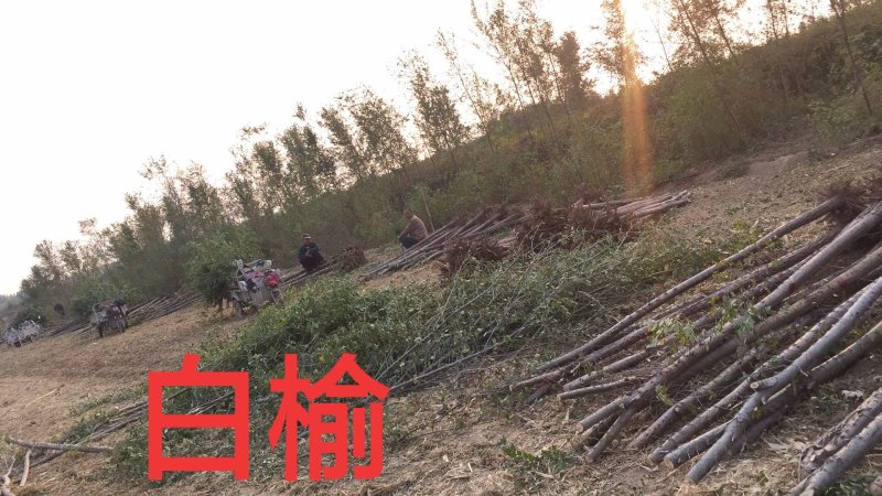 白榆