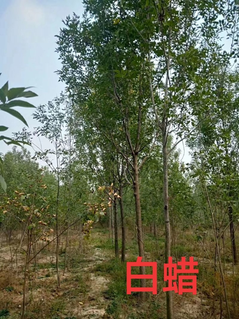 白蜡