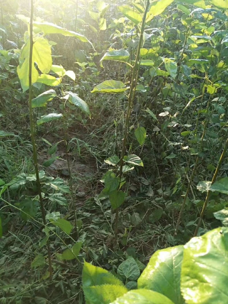 黑珍珠，野生桑树苗