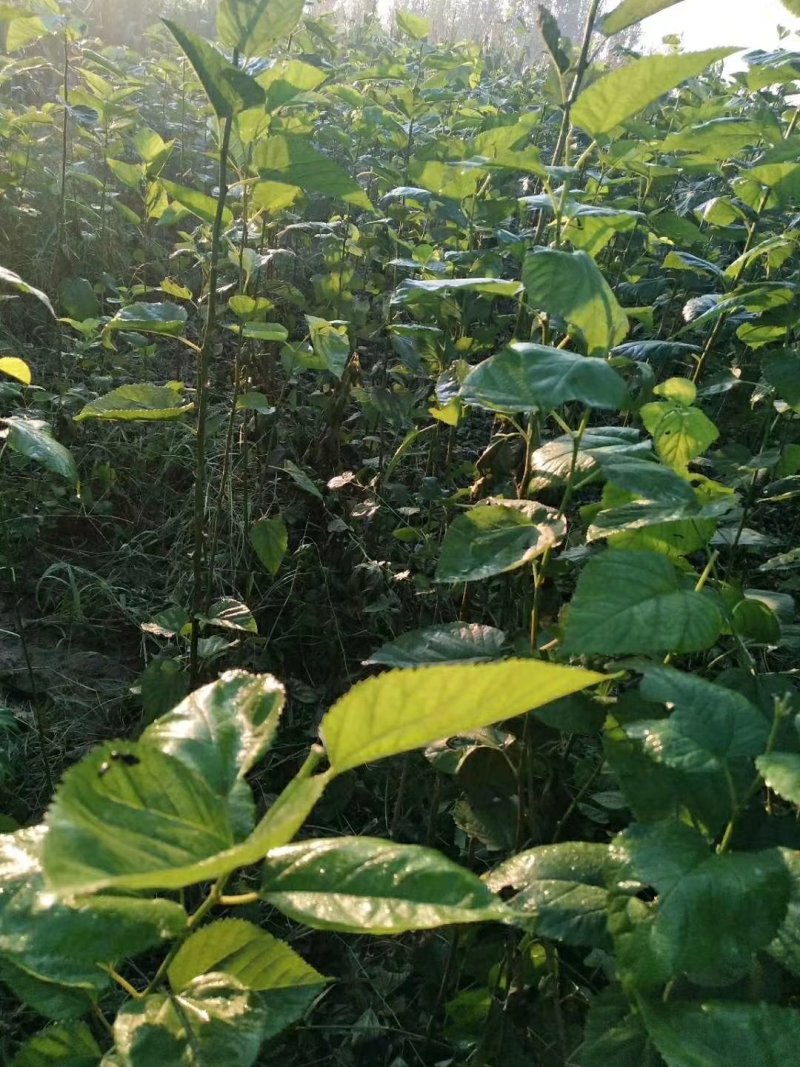 黑珍珠，野生桑树苗