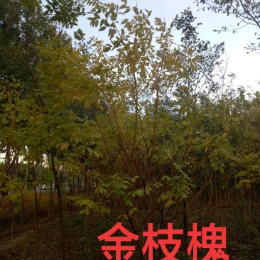 金枝槐