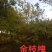 金枝槐