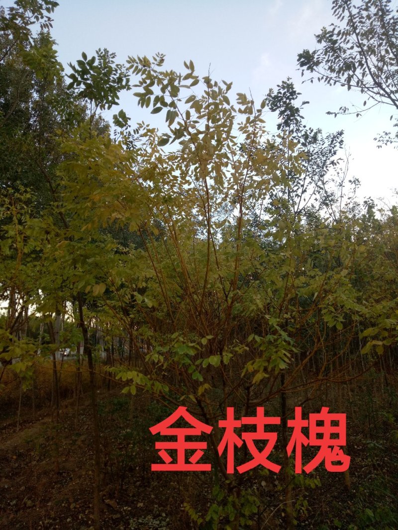 金枝槐