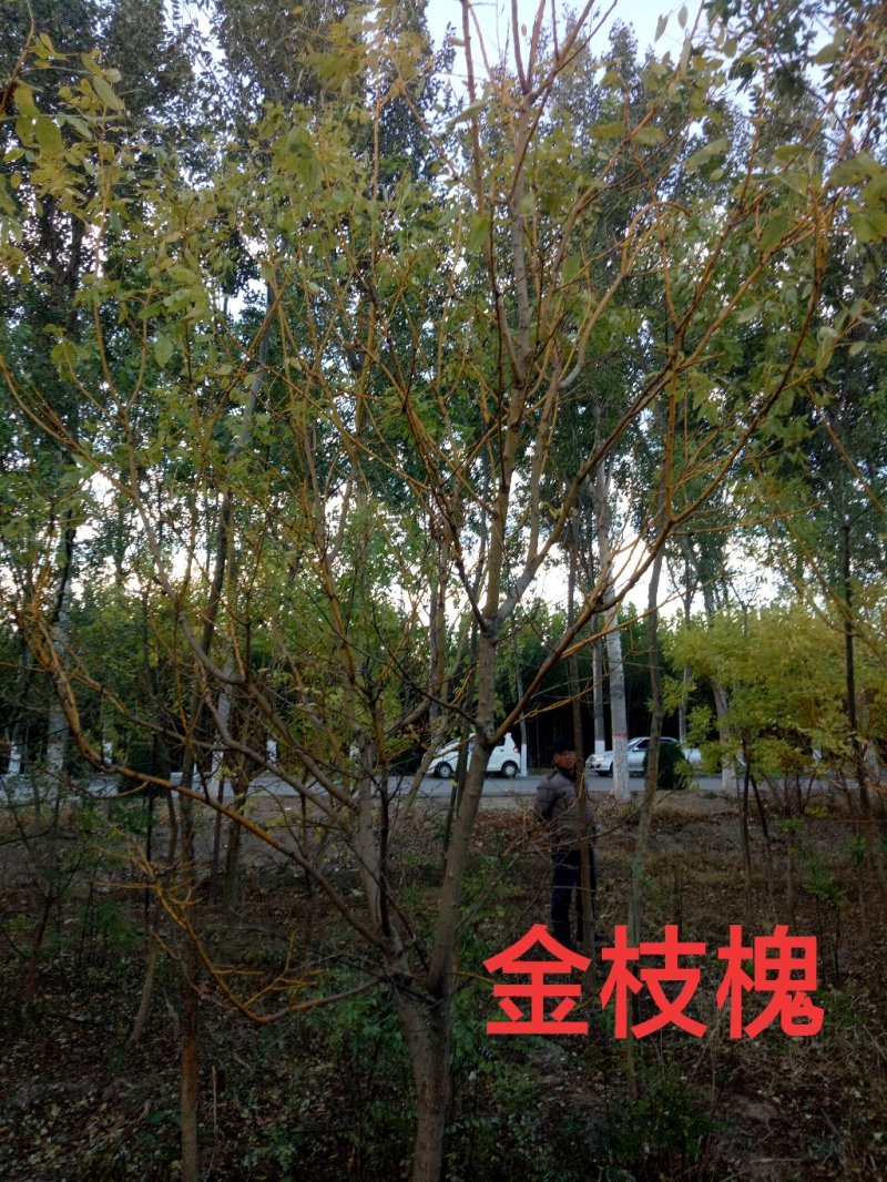 金枝槐