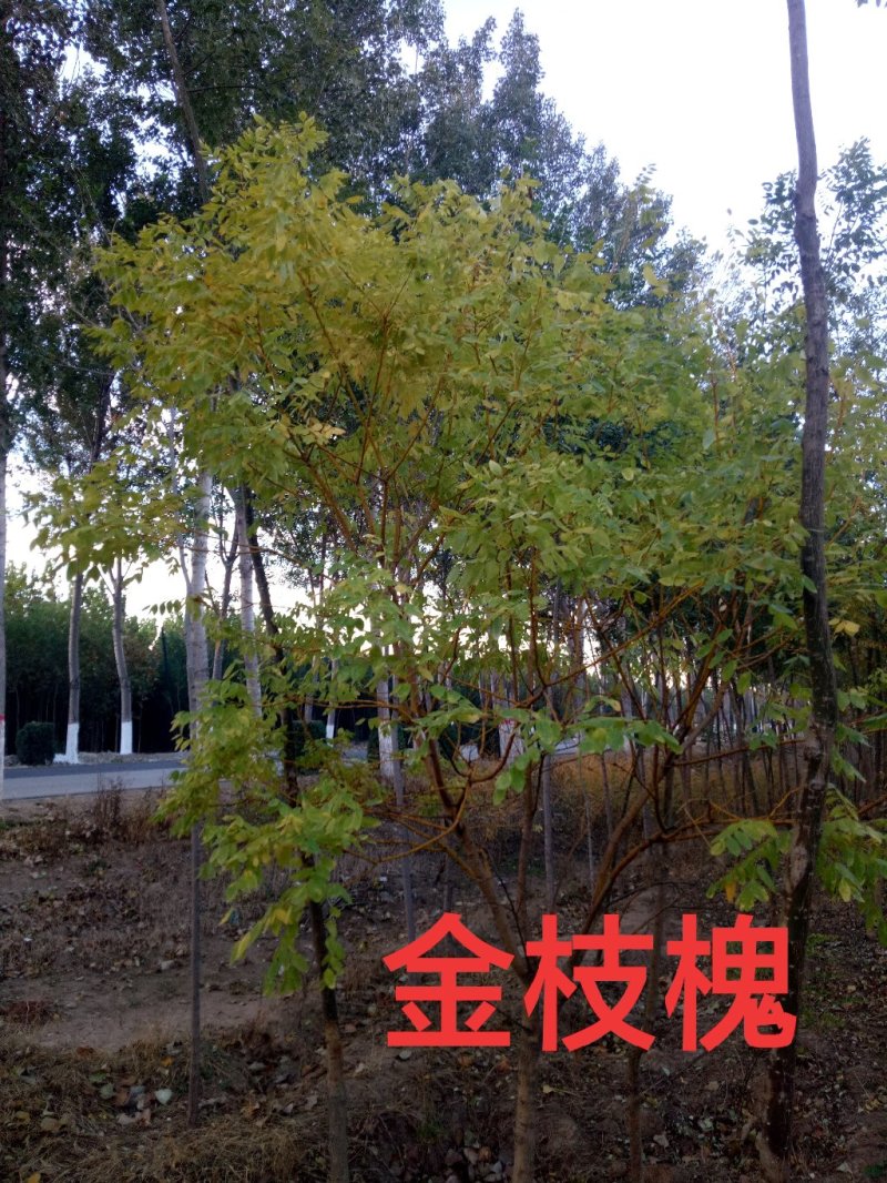 金枝槐