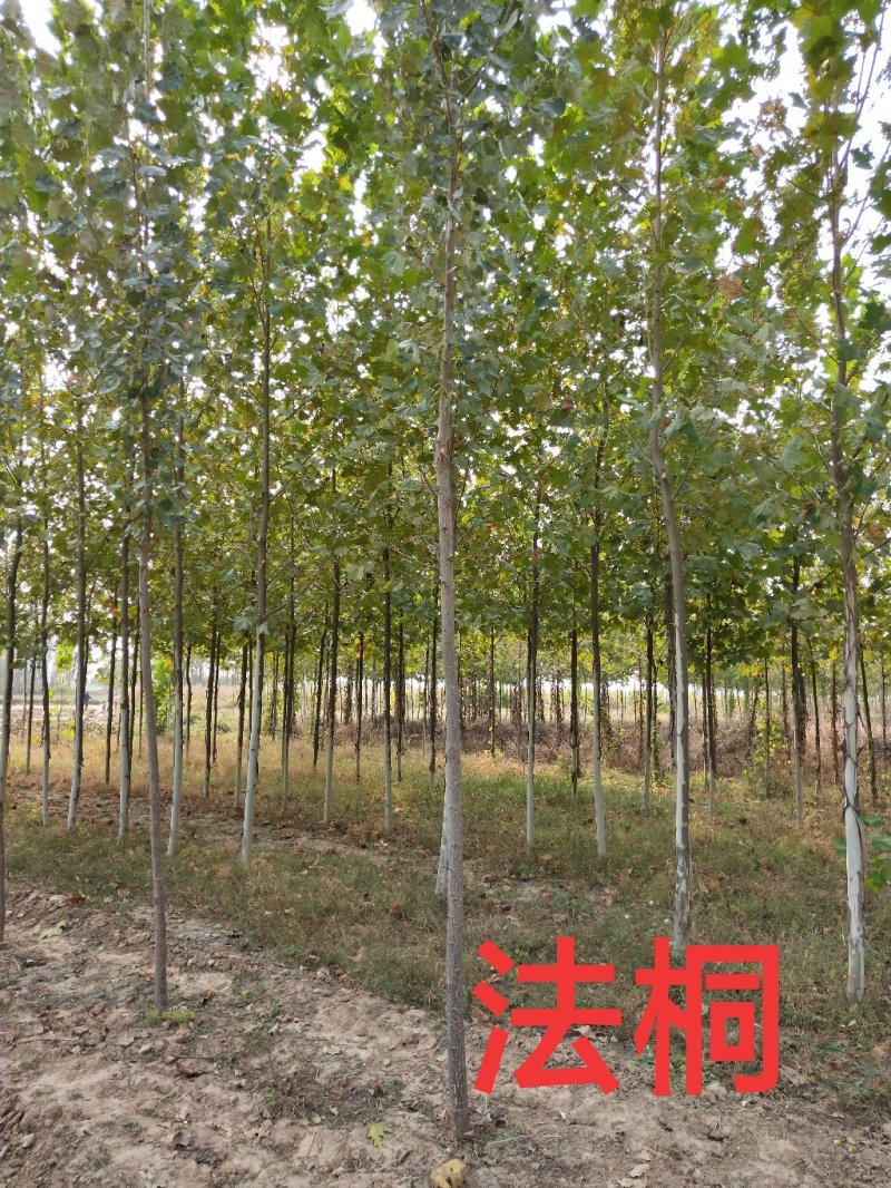 法桐