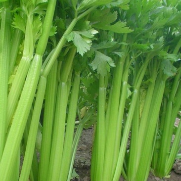 皇后