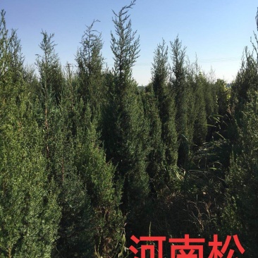 松树