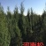 松树