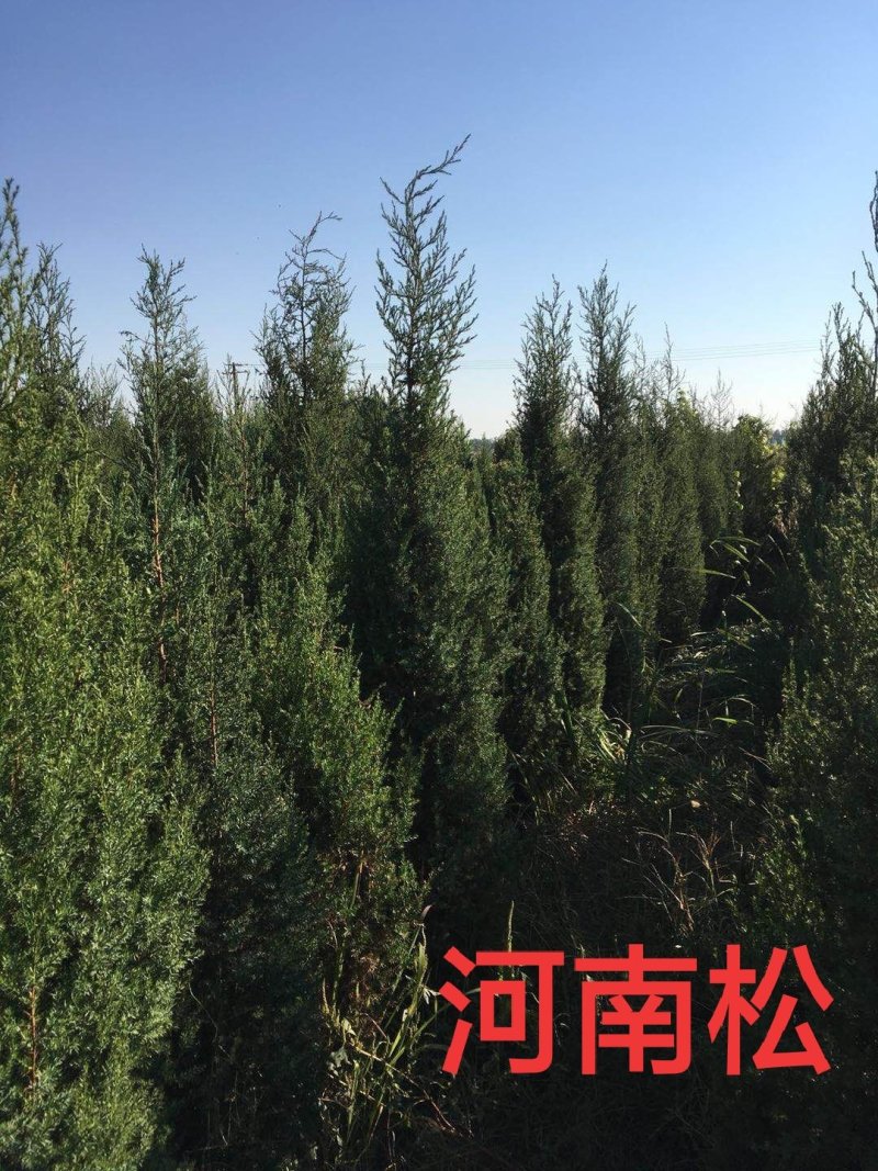松树