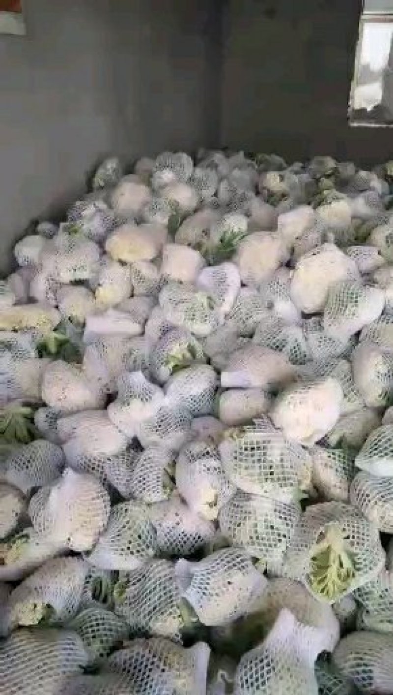沛县惠之源菜业，徐州白面青梗松花菜散花2~3斤乳白