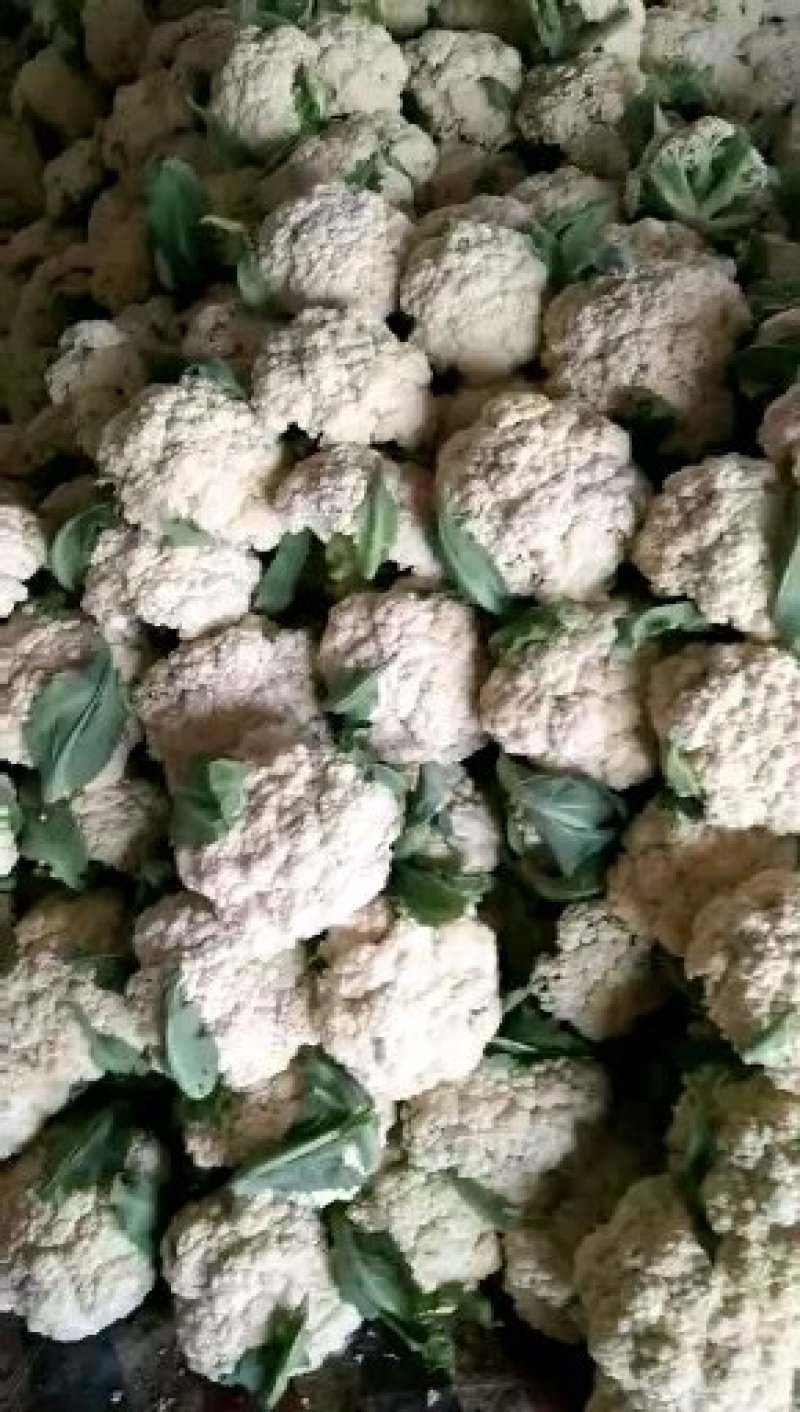 沛县惠之源菜业，徐州白面青梗松花菜散花2~3斤乳白