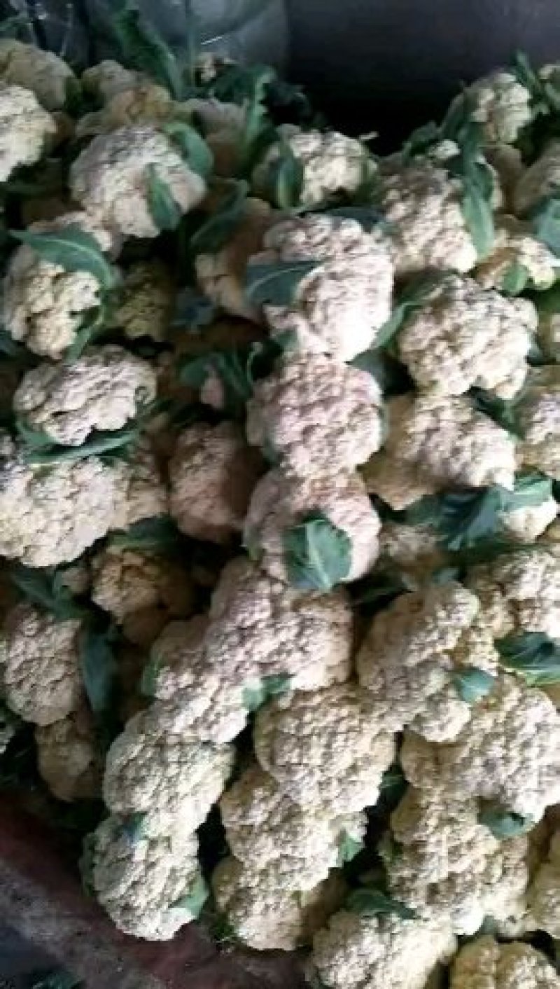 沛县惠之源菜业，徐州白面青梗松花菜散花2~3斤乳白