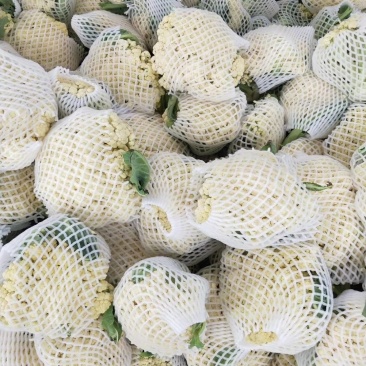 沛县惠之源菜业，徐州白面青梗松花菜散花2~3斤乳白