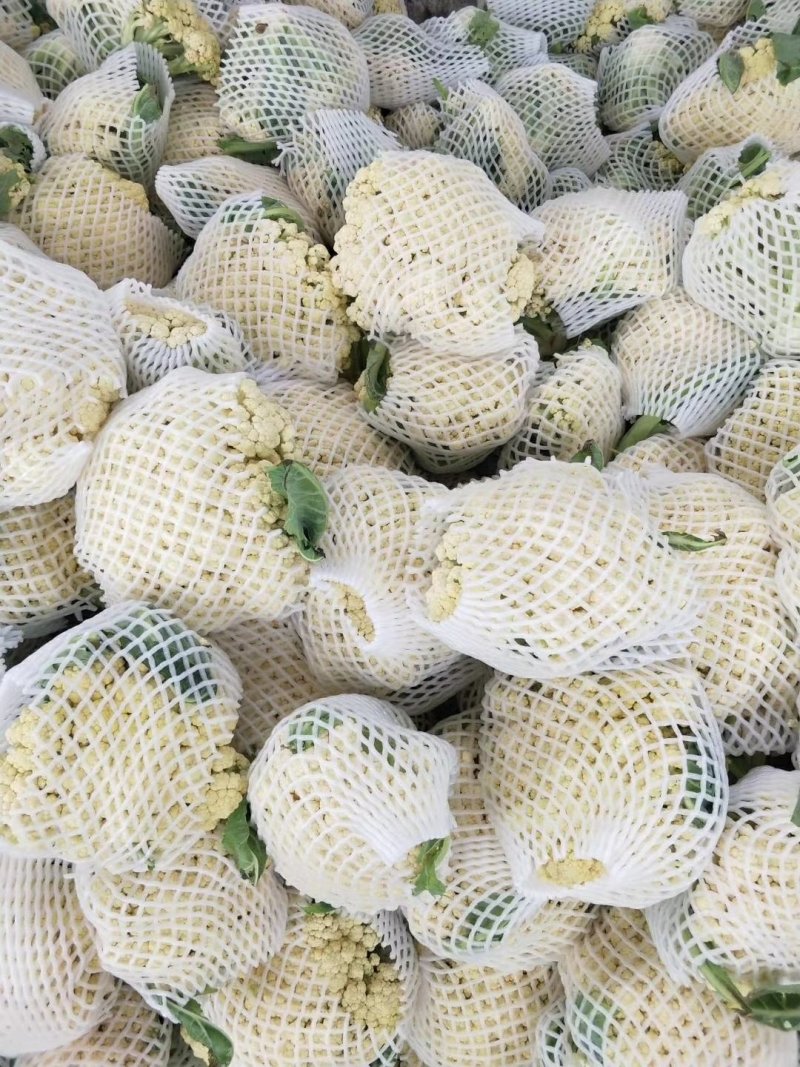 沛县惠之源菜业，徐州白面青梗松花菜散花2~3斤乳白