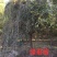 绿垂榆