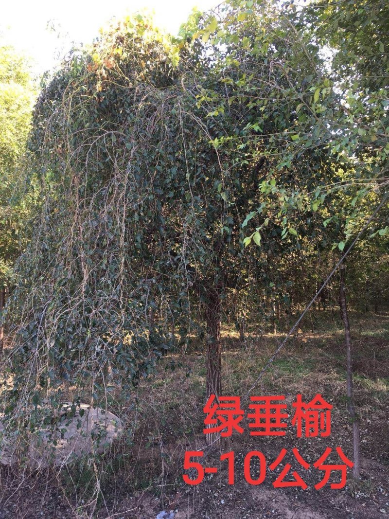 绿垂榆