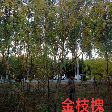 金枝槐
