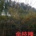 金枝槐