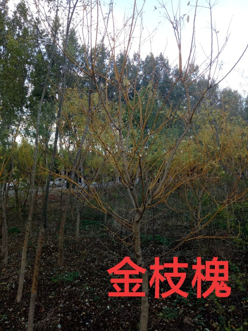 金枝槐