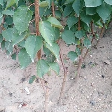 批发杏树苗珍珠油杏嫁接苗凯特金太阳