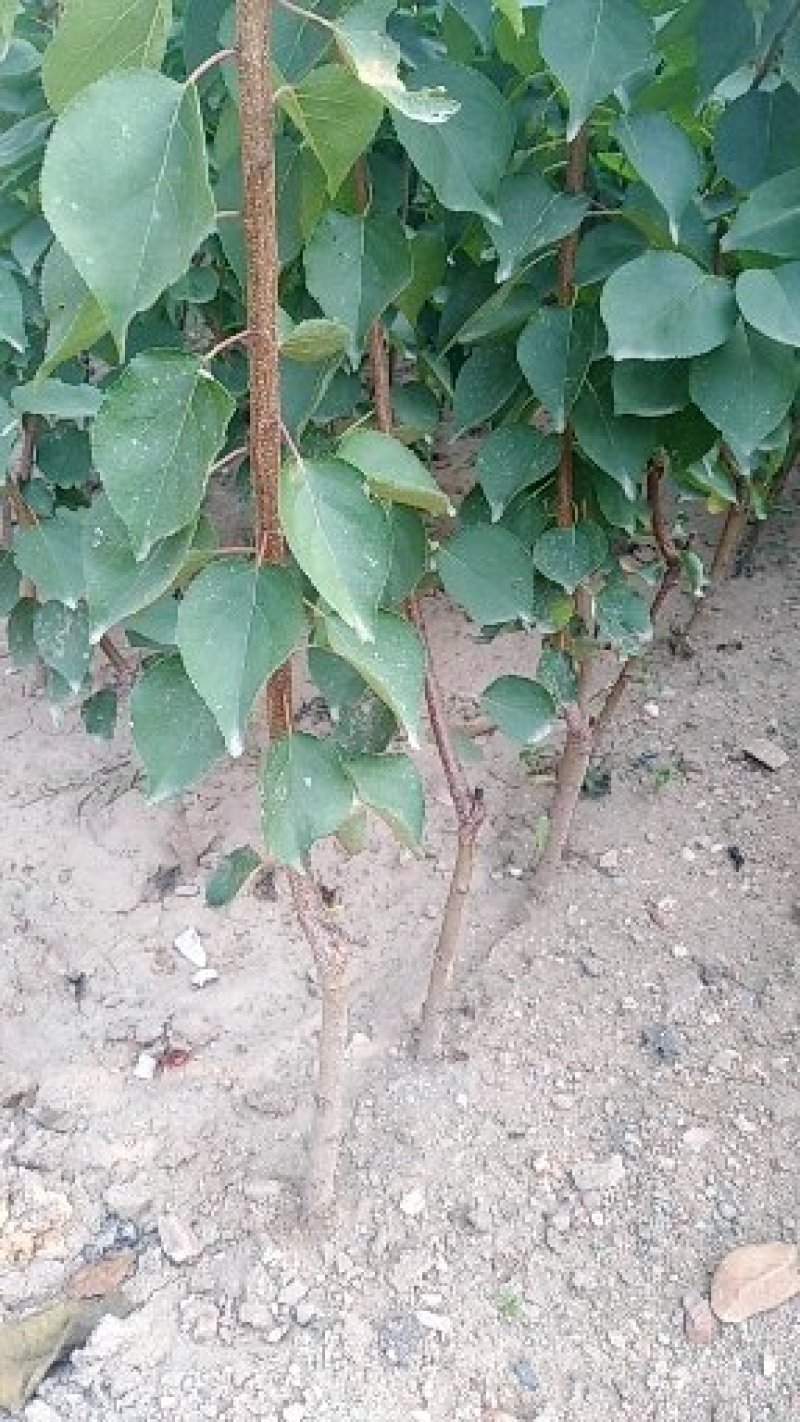 批发杏树苗珍珠油杏嫁接苗凯特金太阳