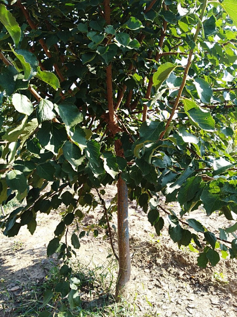 批发杏树苗珍珠油杏嫁接苗凯特金太阳