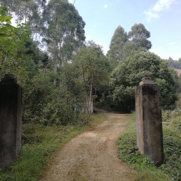 崇州公议乡100亩林地出租