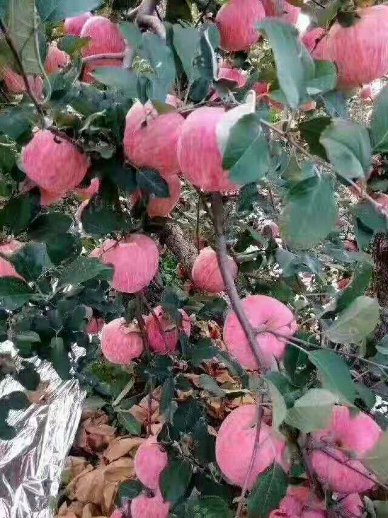 红富士苹果
