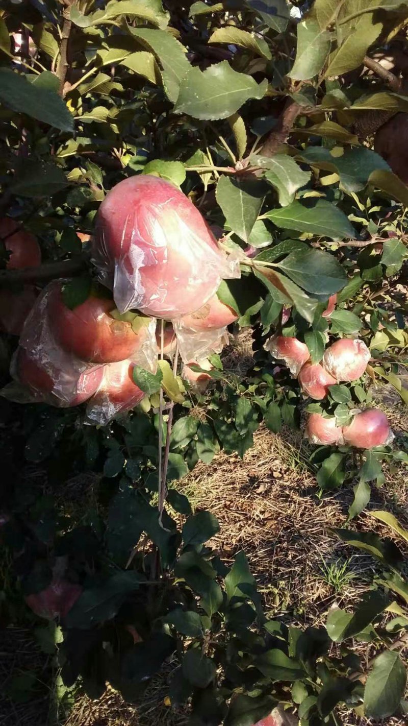 红富士苹果