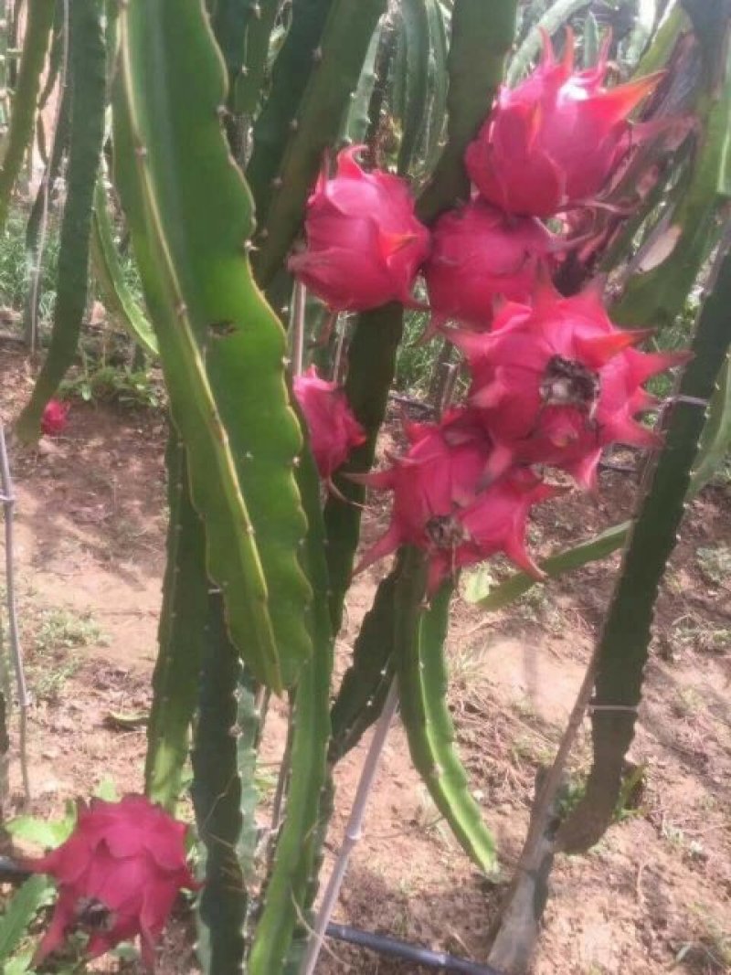 北方温室红心火龙果苗，北方驯化五年，耐寒，结果大，数量多