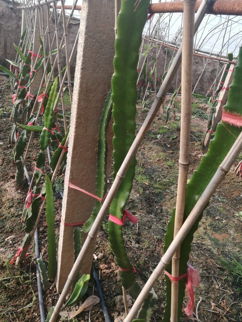 北方温室红心火龙果苗，北方驯化五年，耐寒，结果大，数量多