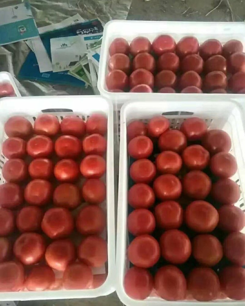 西红柿冷棚，暖棚，