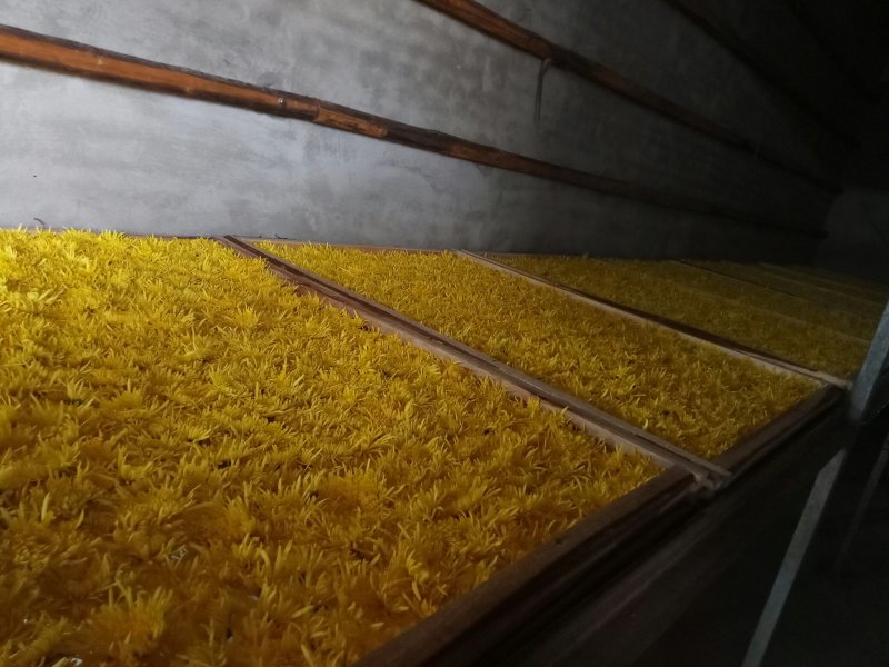 安徽金丝皇菊菊花花茶一杯一朵