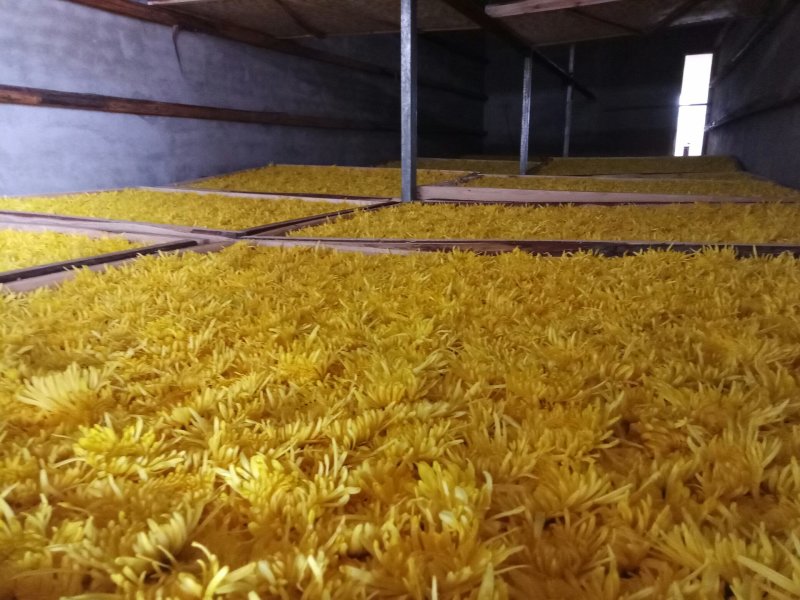 安徽金丝皇菊菊花花茶一杯一朵