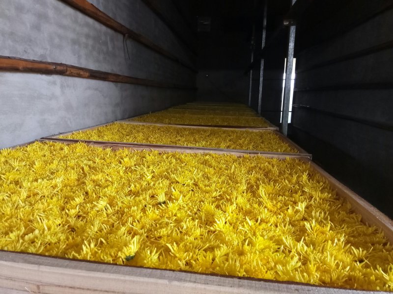 安徽金丝皇菊菊花花茶一杯一朵