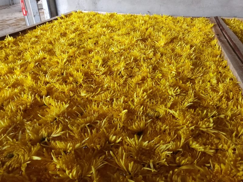 安徽金丝皇菊菊花花茶一杯一朵