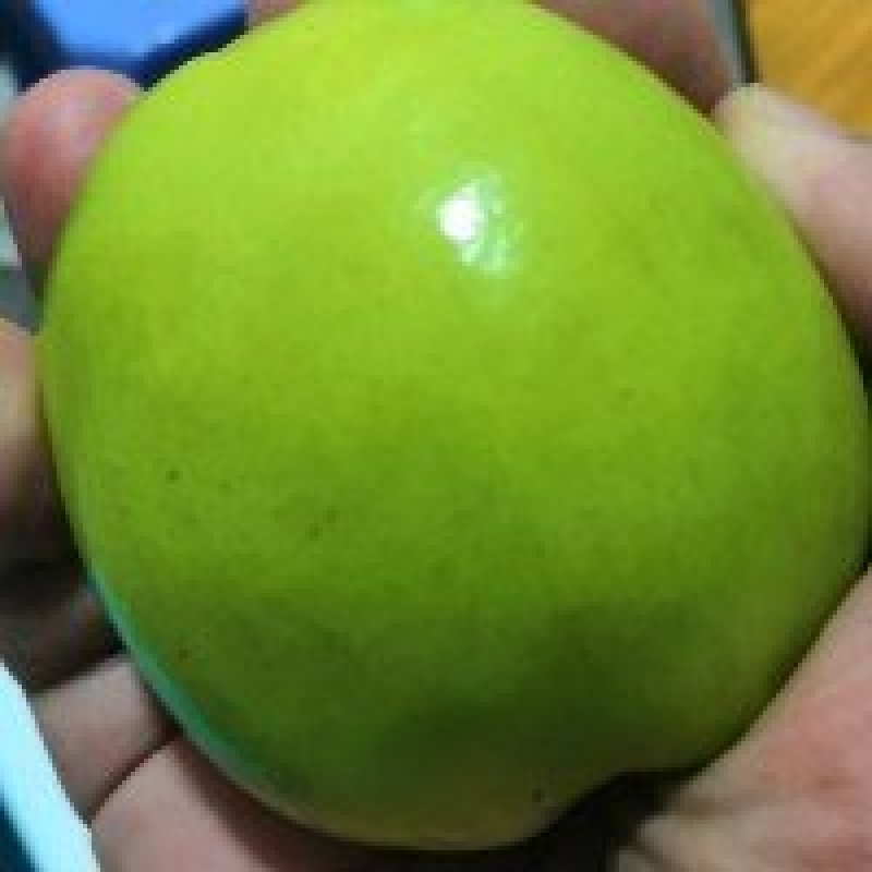 漳州牛奶大青枣