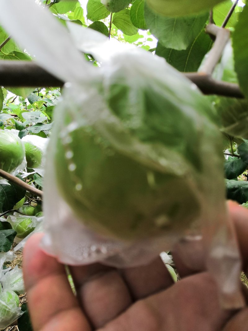 漳州牛奶大青枣