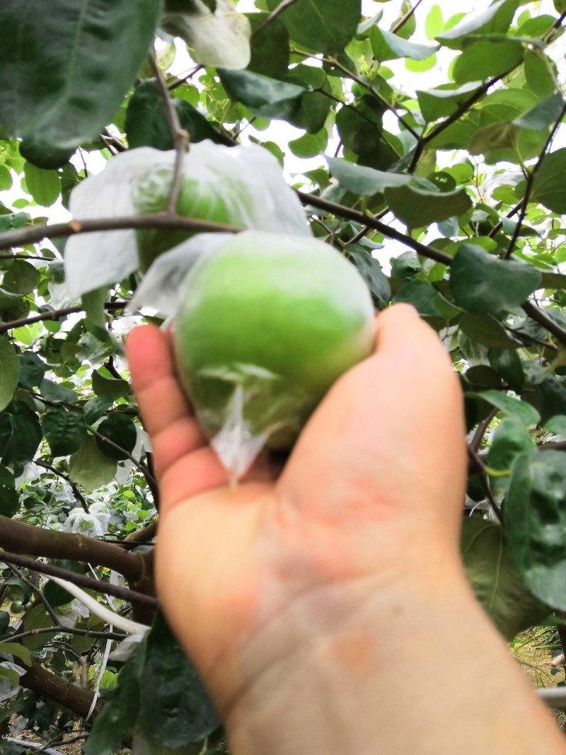 漳州牛奶大青枣