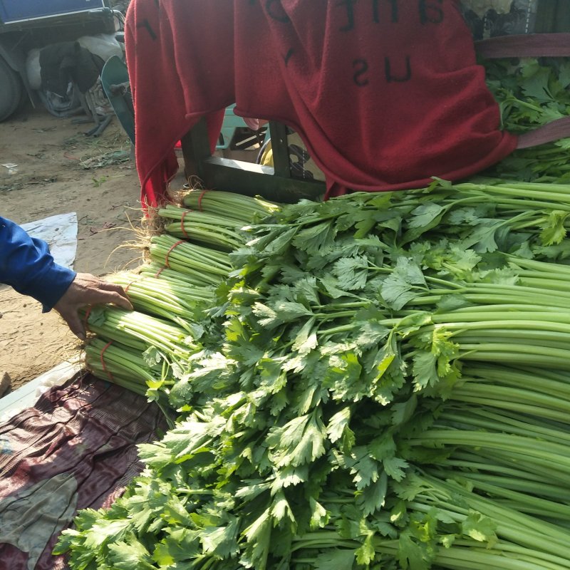 山东泰安精品芹菜西芹香芹大量上市，质量好，无黄叶