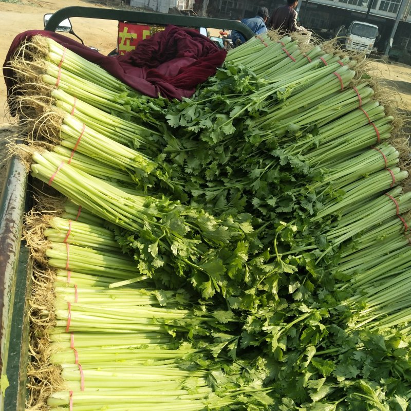 山东泰安精品芹菜西芹香芹大量上市，质量好，无黄叶