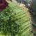 山东泰安精品芹菜西芹香芹大量上市,质量好,无黄叶