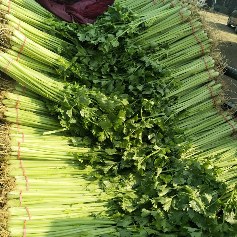 山东泰安精品芹菜西芹香芹大量上市，质量好，无黄叶