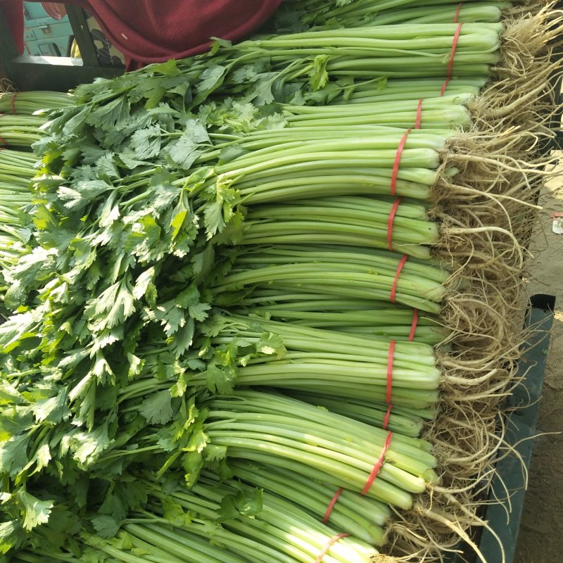 山东泰安精品芹菜西芹香芹大量上市，质量好，无黄叶