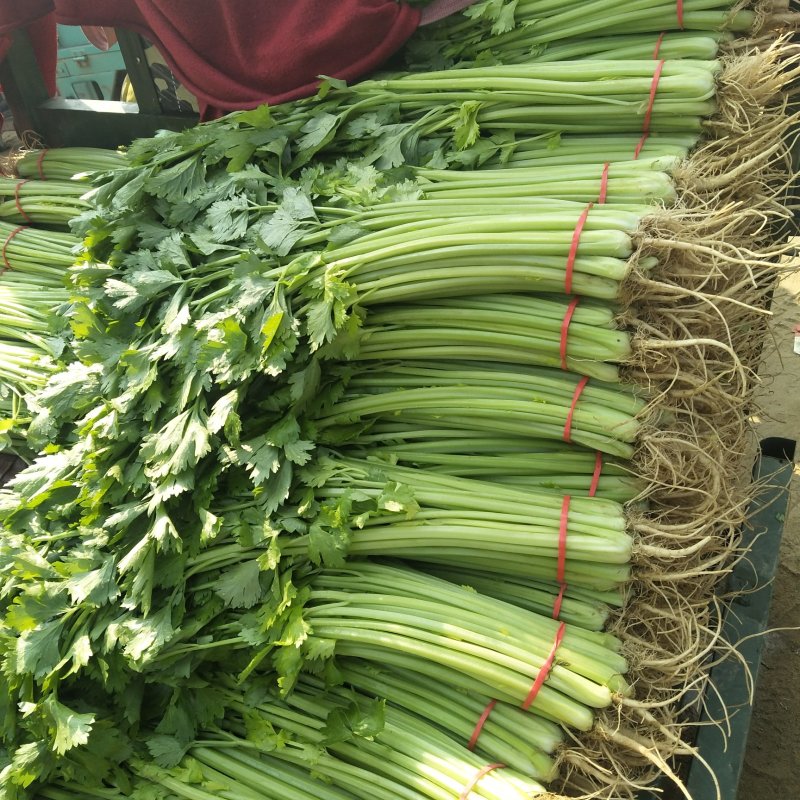 山东泰安精品芹菜西芹香芹大量上市，质量好，无黄叶