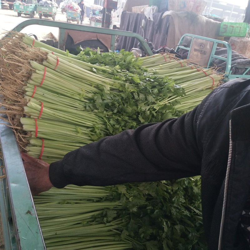 山东泰安精品芹菜西芹香芹大量上市，质量好，无黄叶