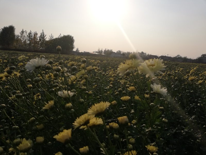 甘菊(杭白菊)